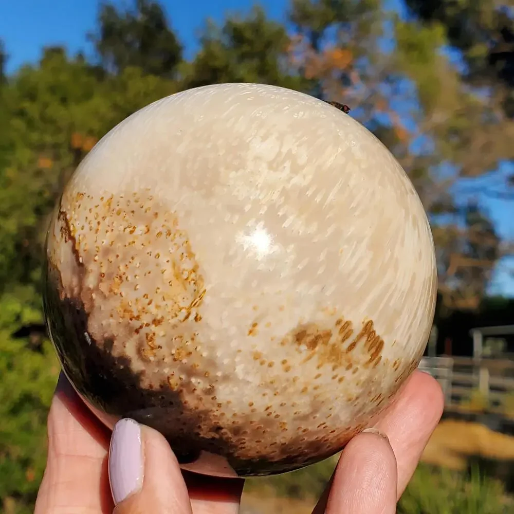 Large Petrified Palm Root Wood Fossil Crystal Sphere Indonesian 714 grams | 82mm